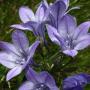 Ithuriel’s Spear (Triteleia laxa): The name on this native comes from an angel named Ithuriel in Milton’s “Paradise Lost”.